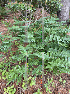 Picture of Polygonatum biflorum '~Species'