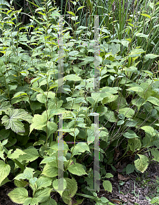 Picture of Solidago flexicaulis '~Species'