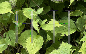 Picture of Solidago flexicaulis '~Species'