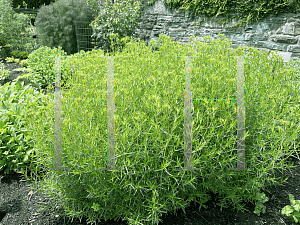 Picture of Pycnanthemum tenuifolium '~Species'