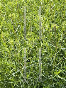 Picture of Pycnanthemum tenuifolium '~Species'