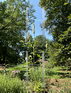 Picture of Agastache nepetoides '~Species'