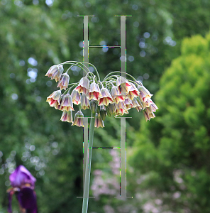 Picture of Nectaroscordum siculum ssp. bulgaricum '~Species'