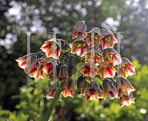 Picture of Nectaroscordum siculum ssp. bulgaricum '~Species'
