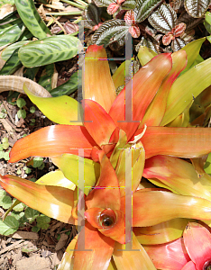 Picture of Neoregelia carolinae 'Tangerine'