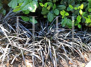 Picture of Ophiopogon planiscapus 'Nigrescens'
