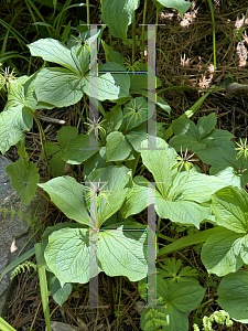 Picture of Paris quadrifolia '~Species'