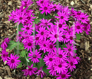 Picture of Pericallis x hybrida 'SENETTI BABY Magenta'