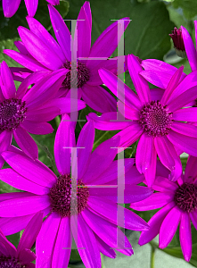 Picture of Pericallis x hybrida 'SENETTI BABY Magenta'