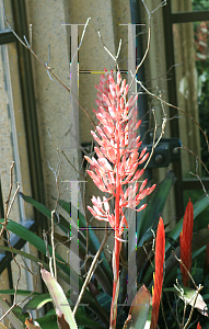 Picture of Portea petropolitana 'Jungles'