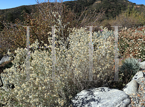 Picture of Pseudognaphalium bicolor '~Species'