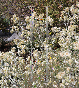 Picture of Pseudognaphalium bicolor '~Species'