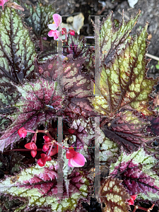 Picture of Begonia (Rex Cultorum Hybrids) 'Jurassic Jr. Fire Spike'