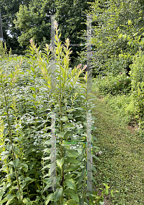 Picture of Solidago rugosa '~Species'