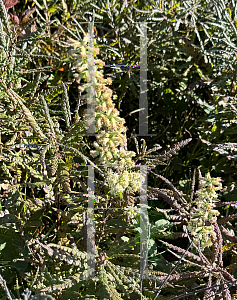 Picture of Solidago bicolor '~Species'