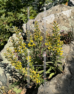 Picture of Solidago puberula '~Species'