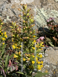 Picture of Solidago puberula '~Species'
