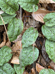 Picture of Tipularia discolor '~Species'