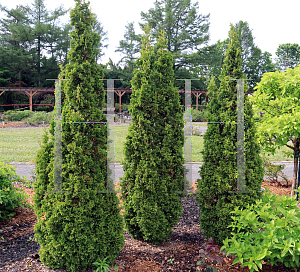 Picture of Thuja occidentalis 'Degroot's Spire'