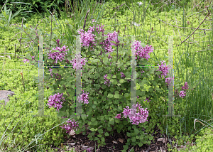 Picture of Syringa x 'SMNJRPU (Bloomerang Dwarf Purple'