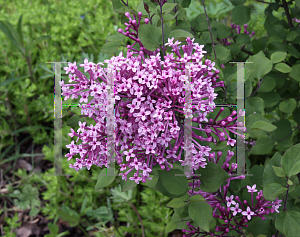 Picture of Syringa x 'SMNJRPU (Bloomerang Dwarf Purple'