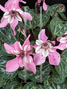 Picture of Cyclamen persicum 'Djix'