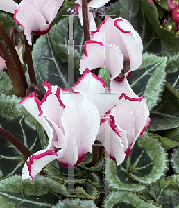 Picture of Cyclamen persicum 'Metis' (Select Victoria Deco Mix)