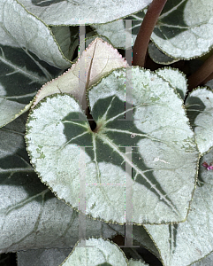 Picture of Cyclamen persicum 'Metis' (Select Victoria Deco Mix)