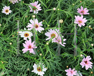 Picture of Argyranthemum  'Bonmax 9163 (Grandaisy Pink Halo'