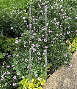 Picture of Argyranthemum  'Bonmax 9163 (Grandaisy Pink Halo'