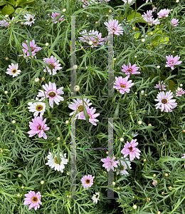 Picture of Argyranthemum  'Bonmax 9163 (Grandaisy Pink Halo'
