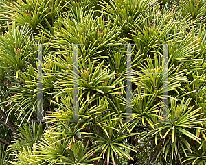 Picture of Pinus mugo 'Slowmound'
