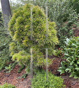 Picture of Pinus mugo 'Slowmound'