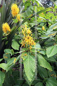Picture of Justicia aurea '~Species'