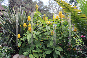 Picture of Justicia aurea '~Species'