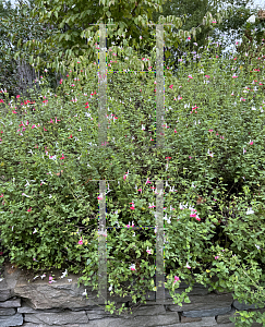 Picture of Salvia microphylla 'Hot Lips'