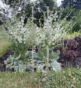 Picture of Salvia pratensis 'Swan Lake'