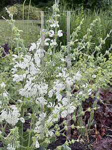 Picture of Salvia pratensis 'Swan Lake'