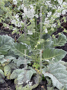 Picture of Salvia pratensis 'Swan Lake'
