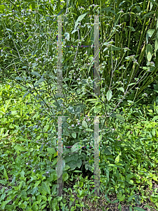 Picture of Elephantopus carolinianus '~Species'