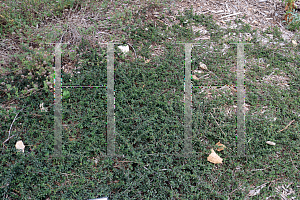 Picture of Ceanothus  'Centennial'