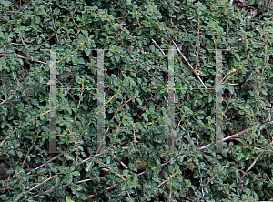 Picture of Ceanothus  'Centennial'