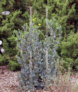 Picture of Dendromecon harfordii 'Gold Cup'