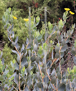 Picture of Dendromecon harfordii 'Gold Cup'