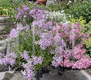 Picture of Dianthus  'Rainbow Loveliness'