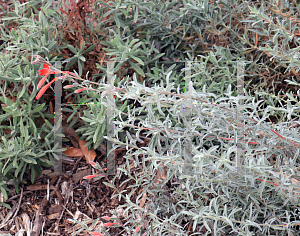 Picture of Epilobium canum 'Catalina'