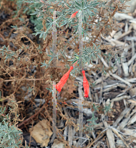 Picture of Epilobium canum 'Catalina'