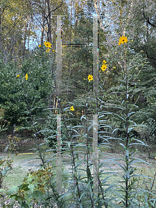 Picture of Helianthus giganteus '~Species'