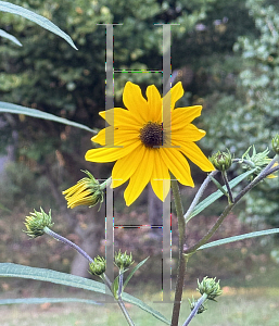 Picture of Helianthus giganteus '~Species'