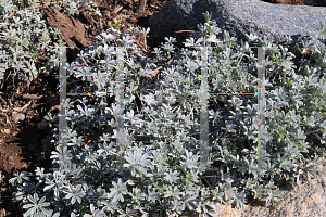 Picture of Lupinus albifrons '~Species'